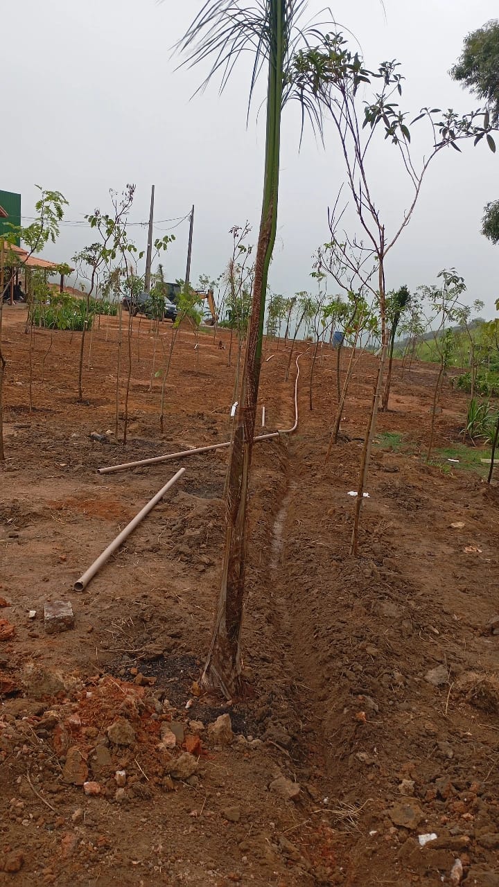 Mudas recém plantadas em área preparada